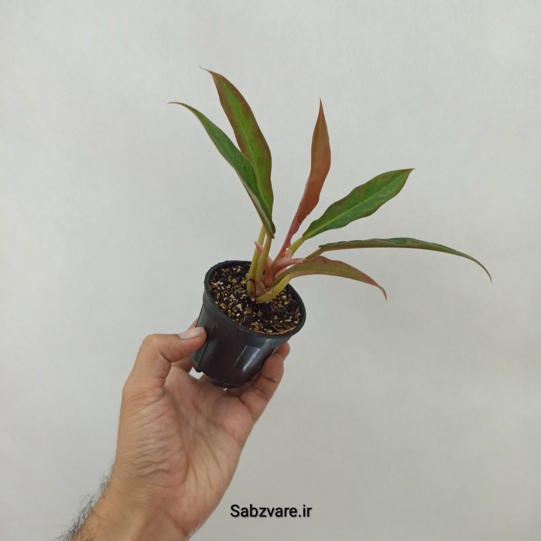 فیلودندرون کنگره سبز (M24464) - Image 3