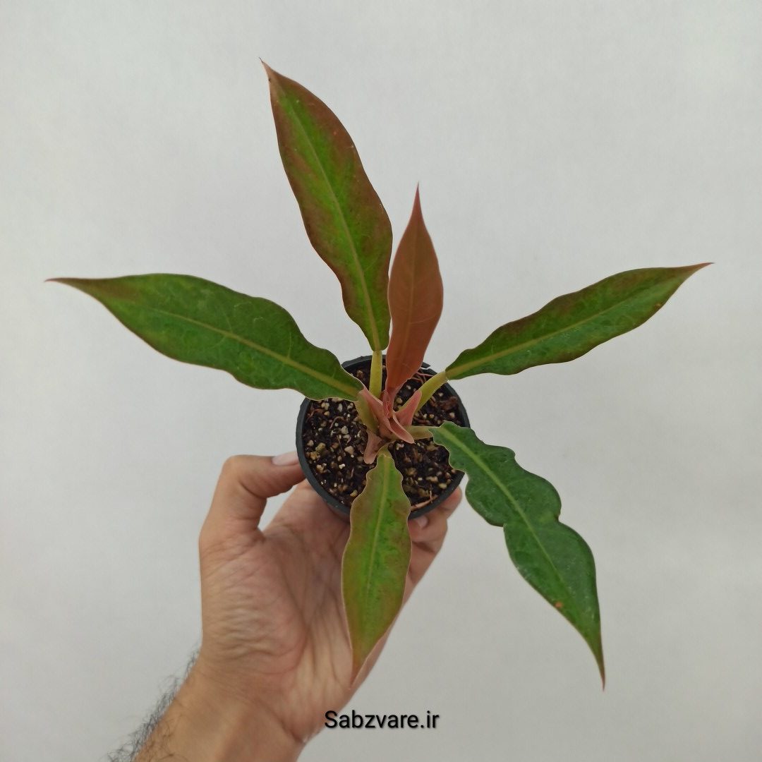 فیلودندرون کنگره سبز (M24464)