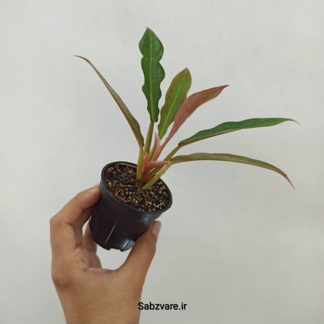فیلودندرون کنگره سبز (M24464) - Image 2