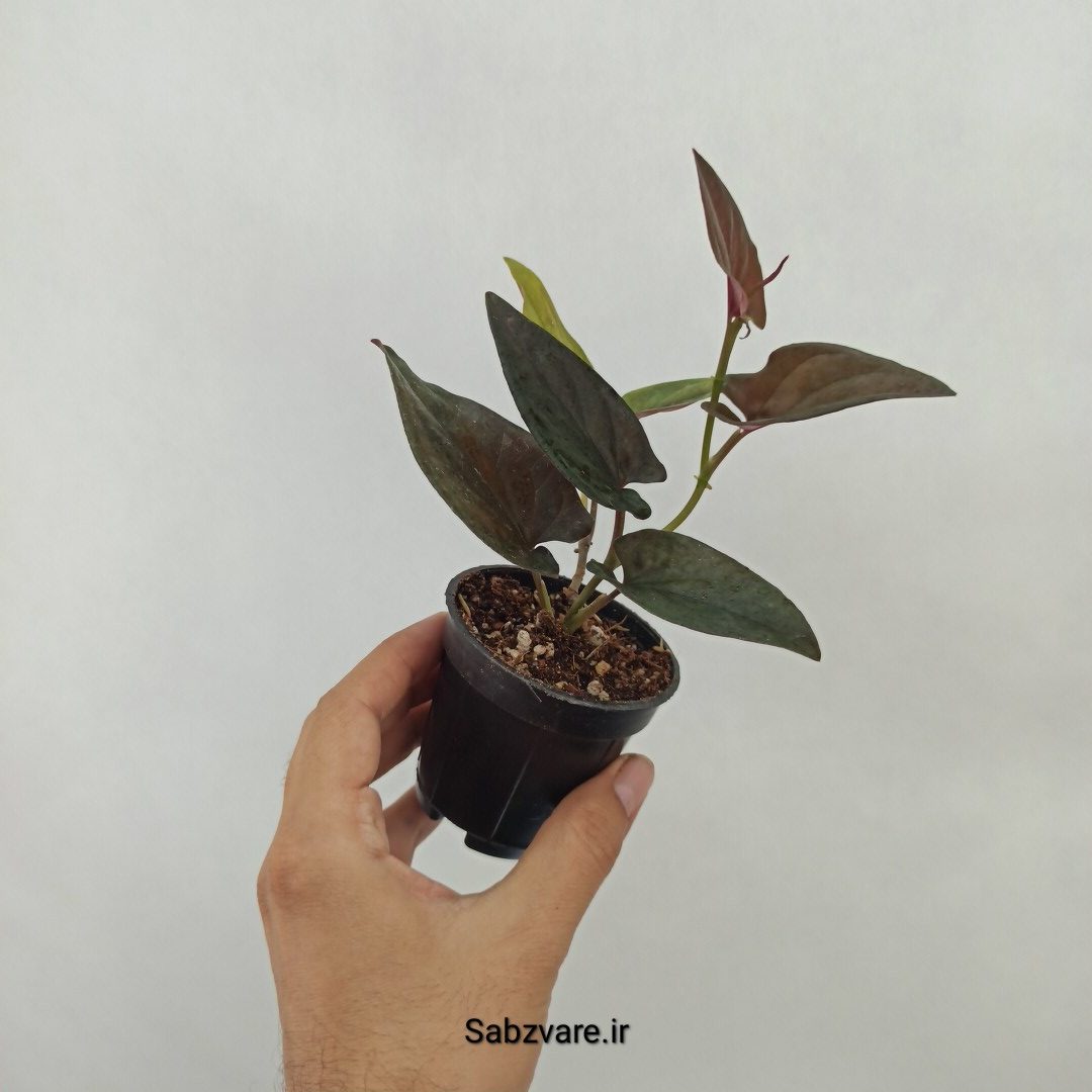 سینگونیوم بلک (L24457) - Image 3