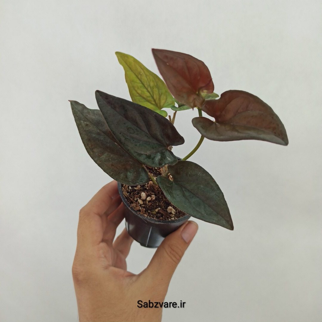 سینگونیوم بلک (L24457)
