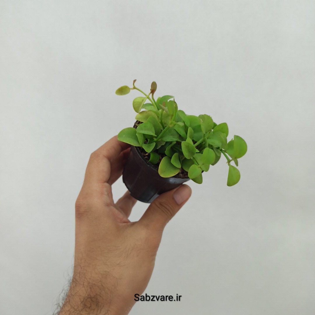 هویا دیسچیدیا گری (L24456) - Image 3