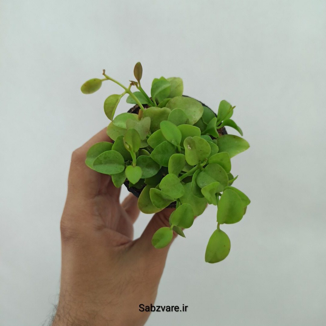 هویا دیسچیدیا گری (L24456)