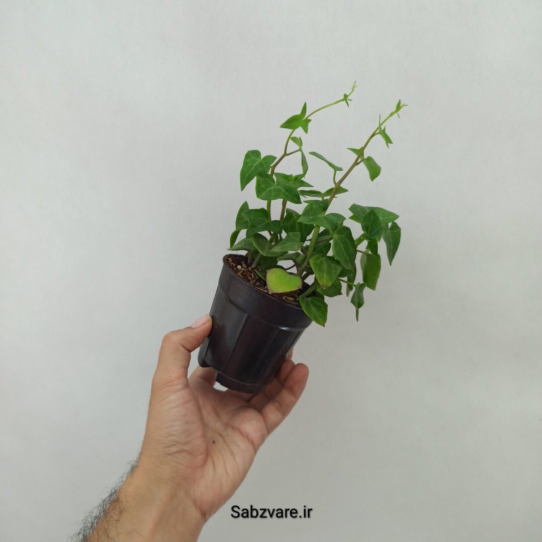 سنسیو ماکروگلسوس سبز (L24455) - Image 2