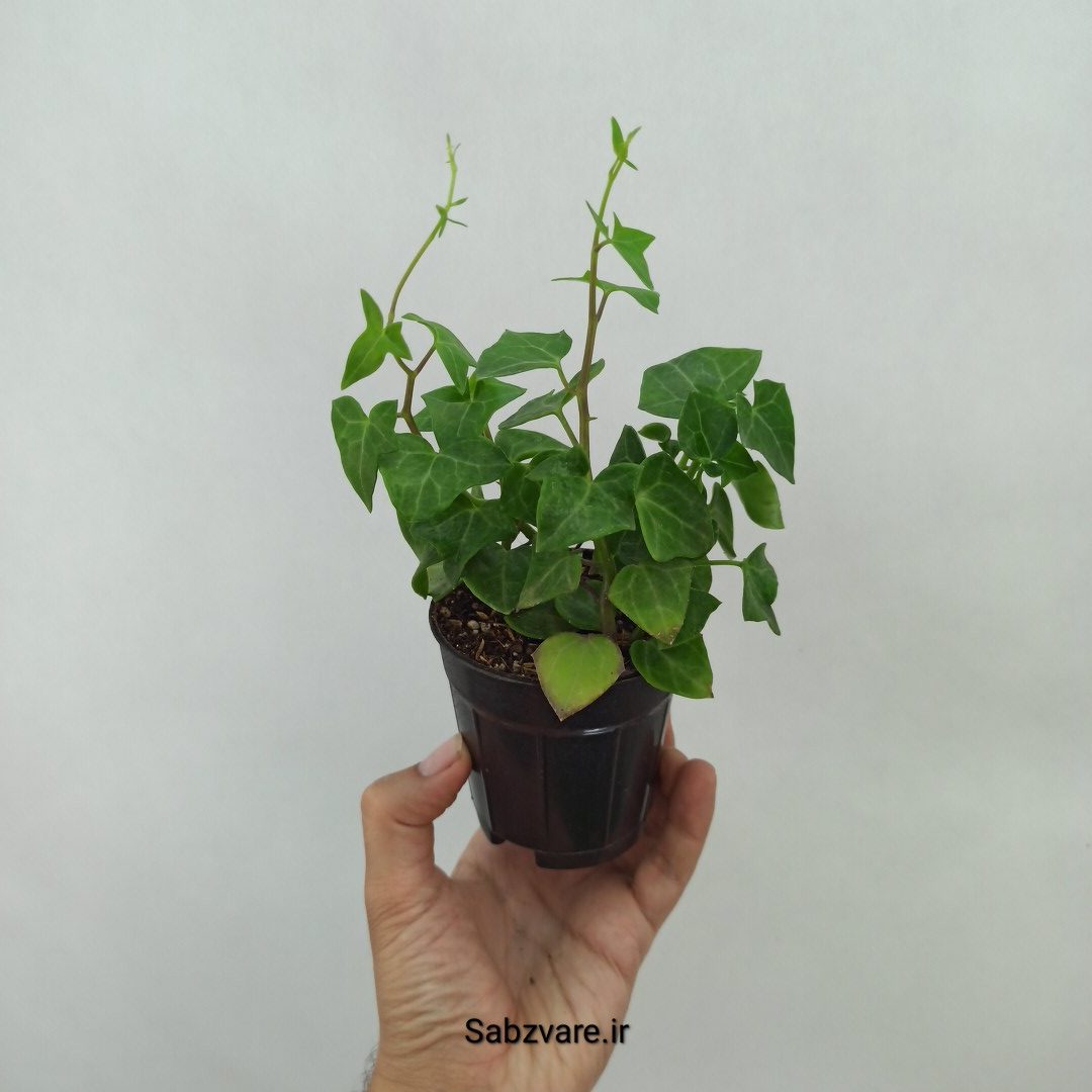 سنسیو ماکروگلسوس سبز (L24455)