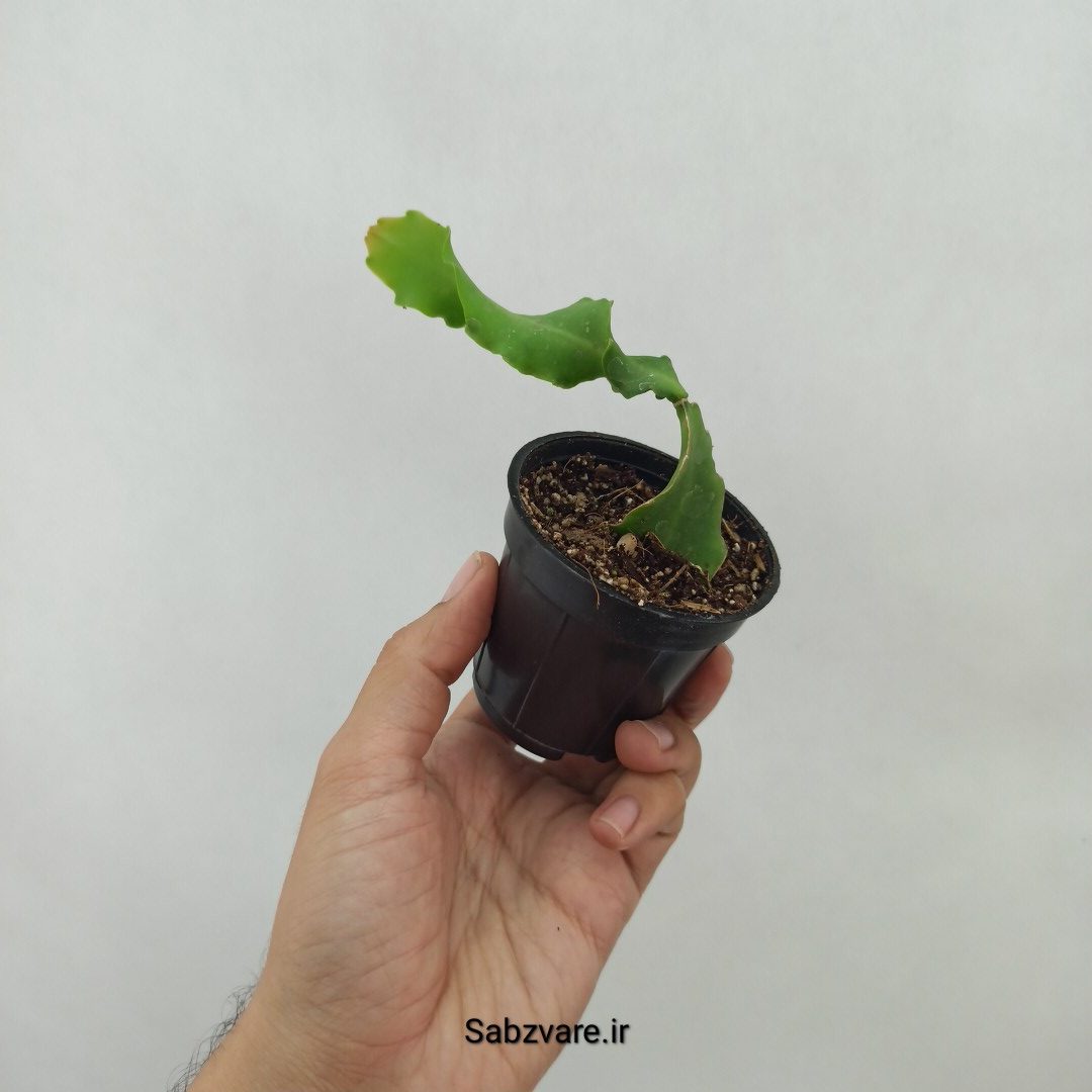 اپیفیلوم پیچ (L24454) - Image 3