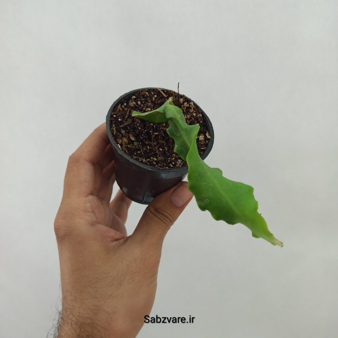 اپیفیلوم پیچ (L24454) - Image 2