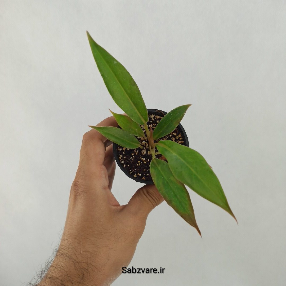 فیلودندرون کنگره سبز (P24525)