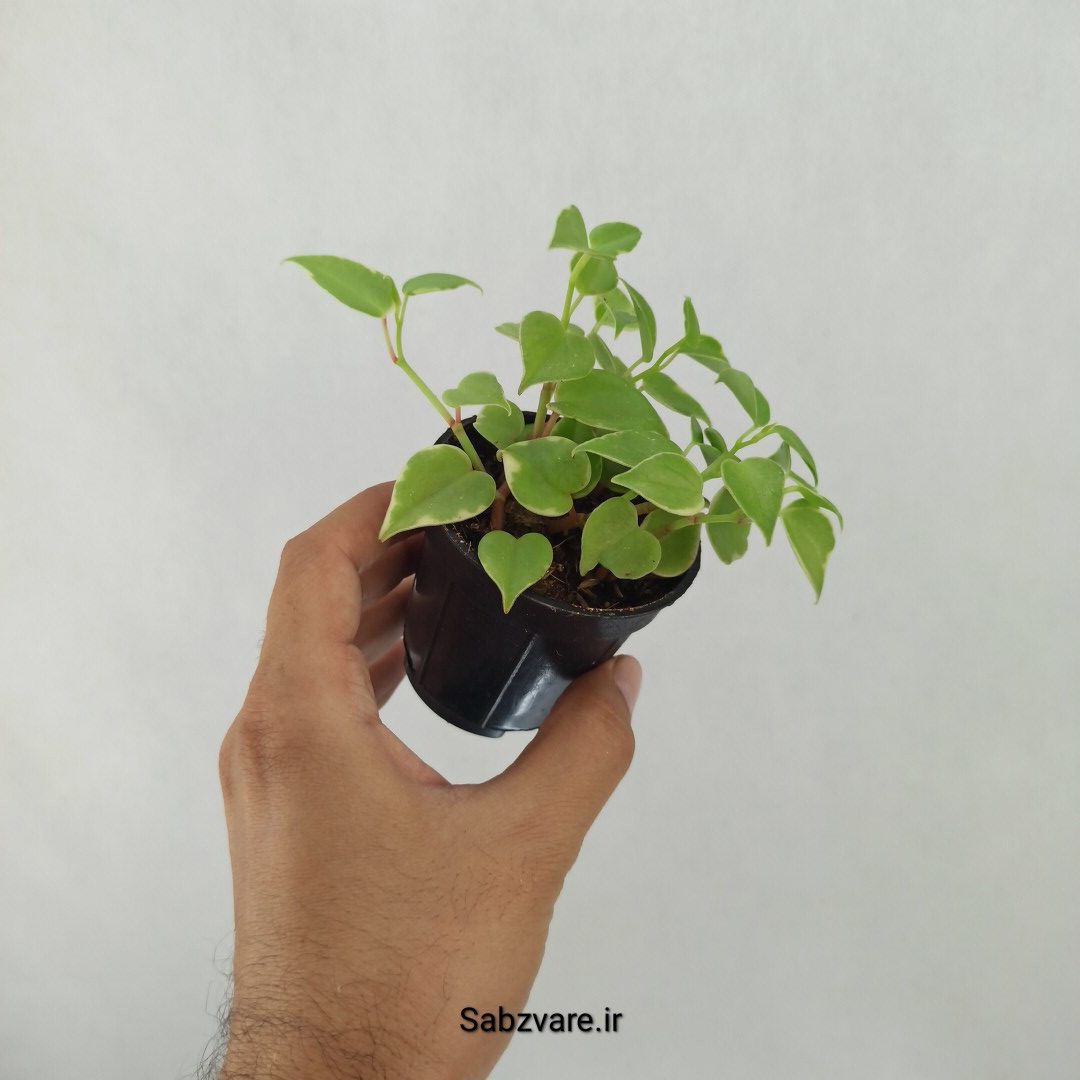 پپرومیا اسکاندنس (O24523) - Image 3