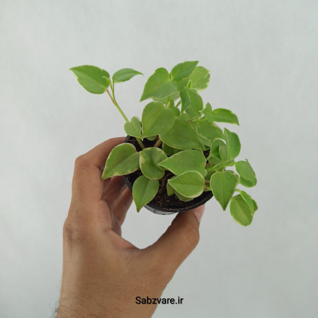 پپرومیا اسکاندنس (O24523)