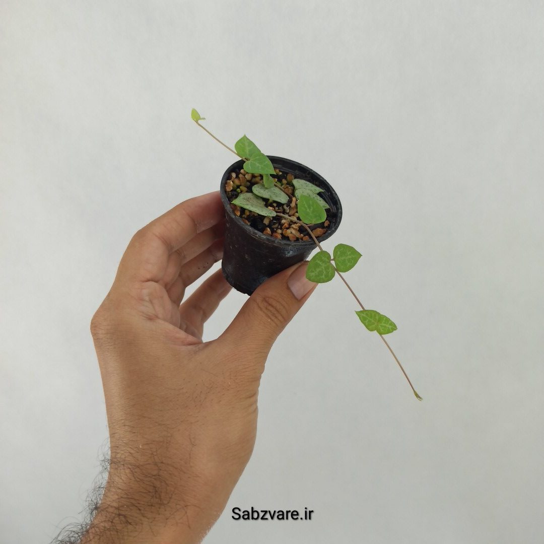 سروپژیا دوربان (O24522) - Image 3