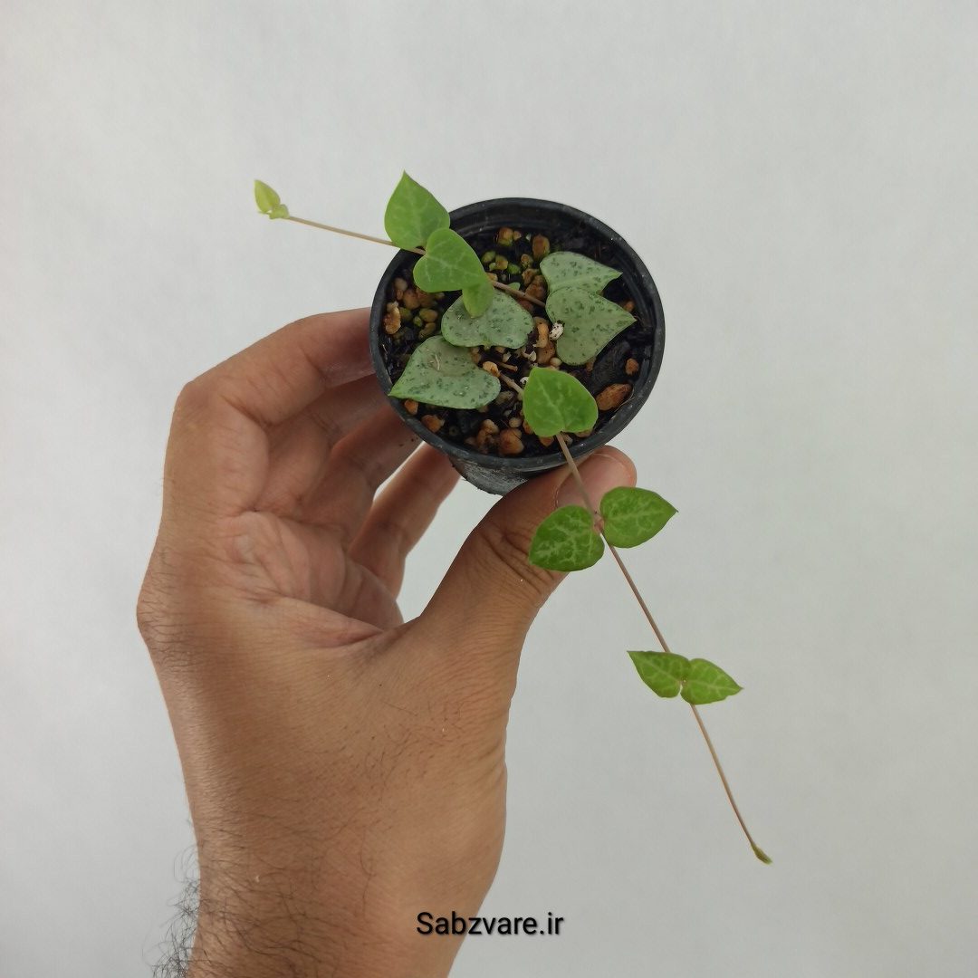 سروپژیا دوربان (O24522)