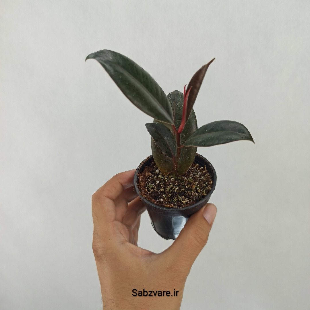 فیکوس سوپر بلک (O24517)