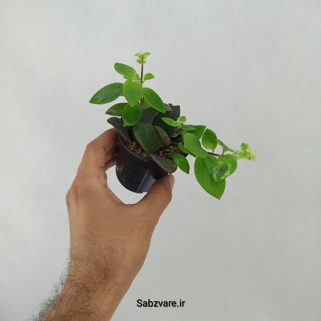 آشیانتوس رژ لبی ابلق (O24507) - Image 3