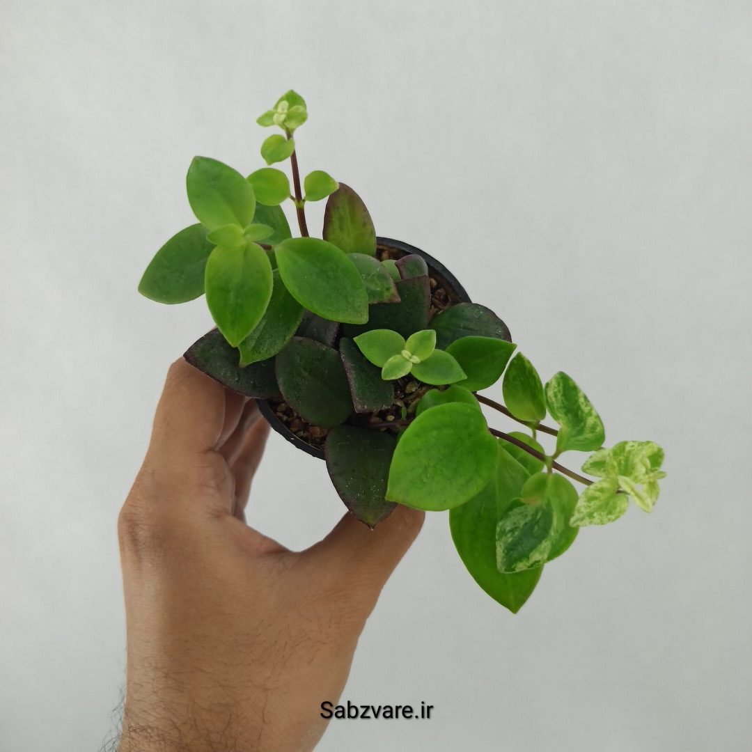 آشیانتوس رژ لبی ابلق (O24507)