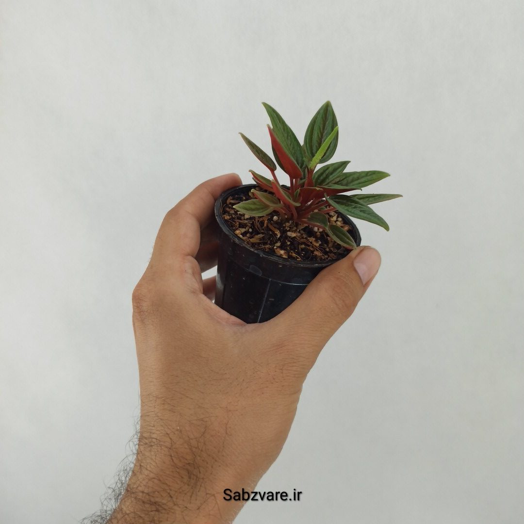 پپرومیا روسو (O24503) - Image 3