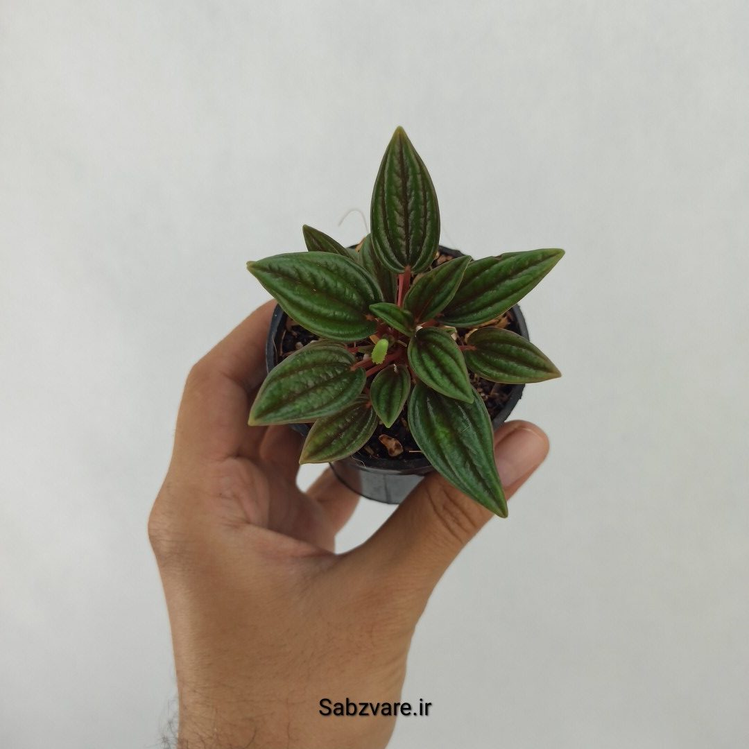 پپرومیا روسو (O24503)