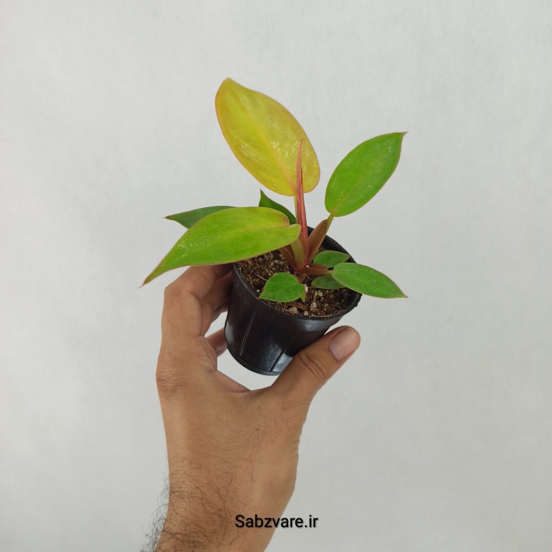 فیلودندرون پرتقالی (N24500) - Image 3