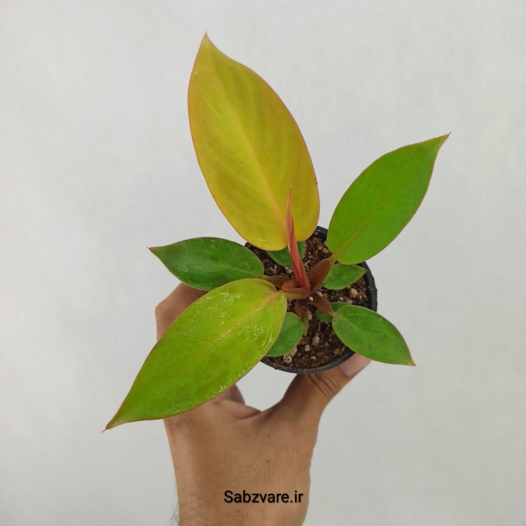 فیلودندرون پرتقالی (N24500)