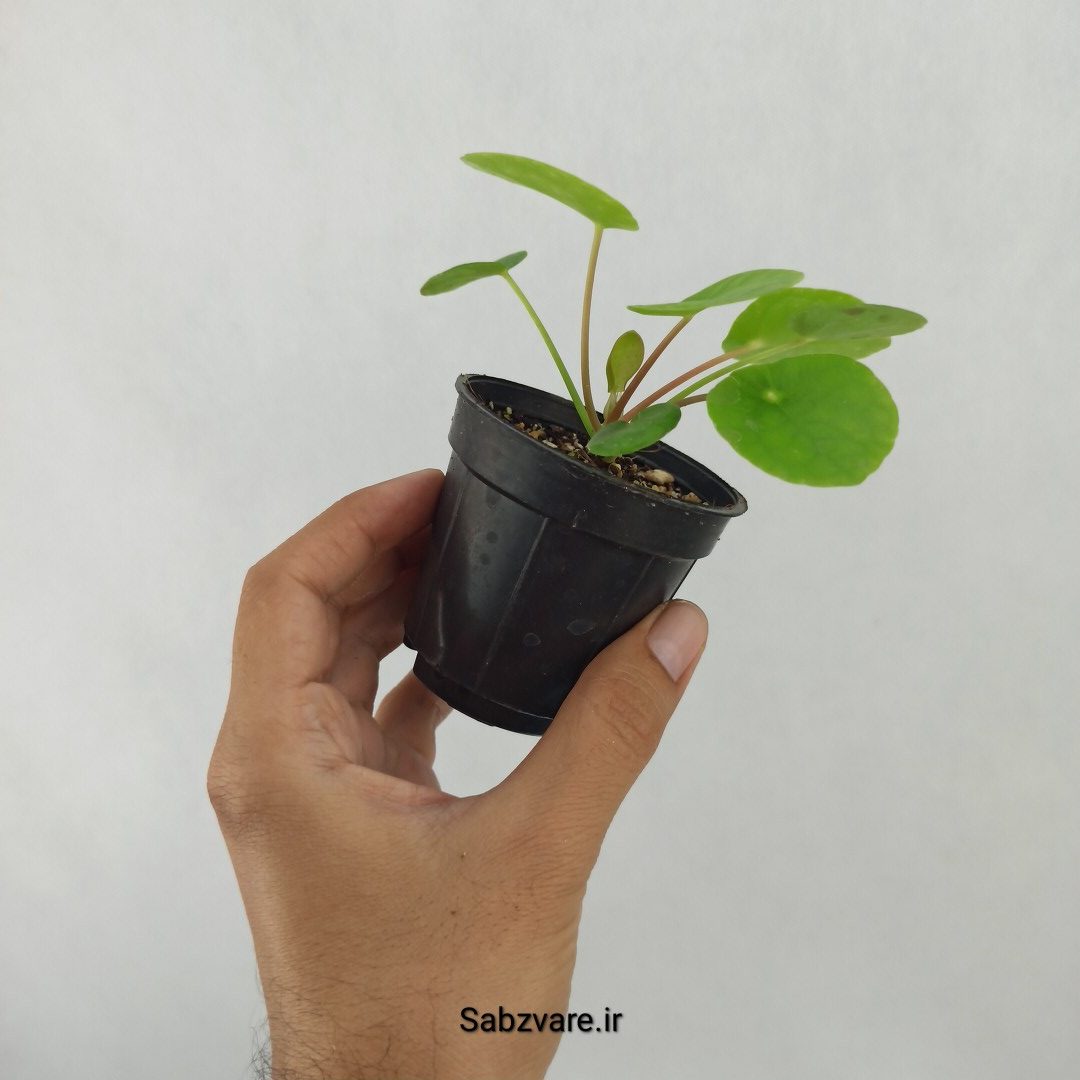 سکه چینی (N24499) - Image 3