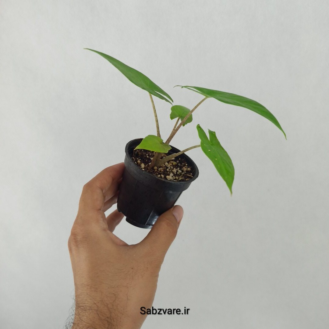 بابا آدم تنه قرمز (N24496) - Image 3