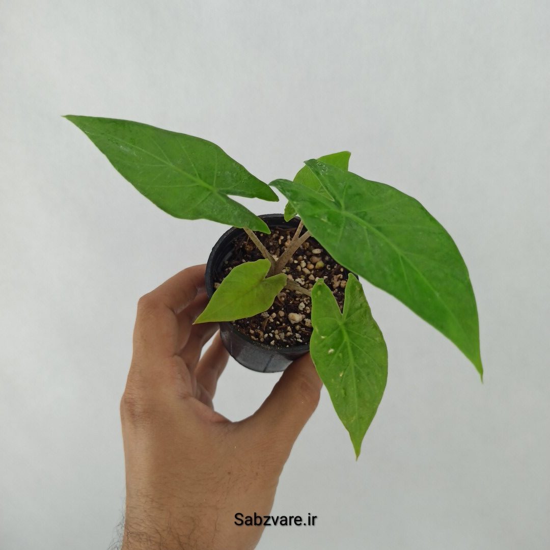 بابا آدم تنه قرمز (N24496)