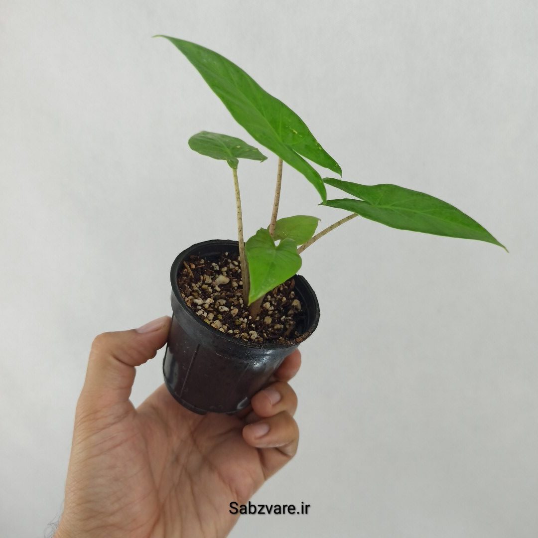 بابا آدم تنه قرمز (N24496) - Image 2