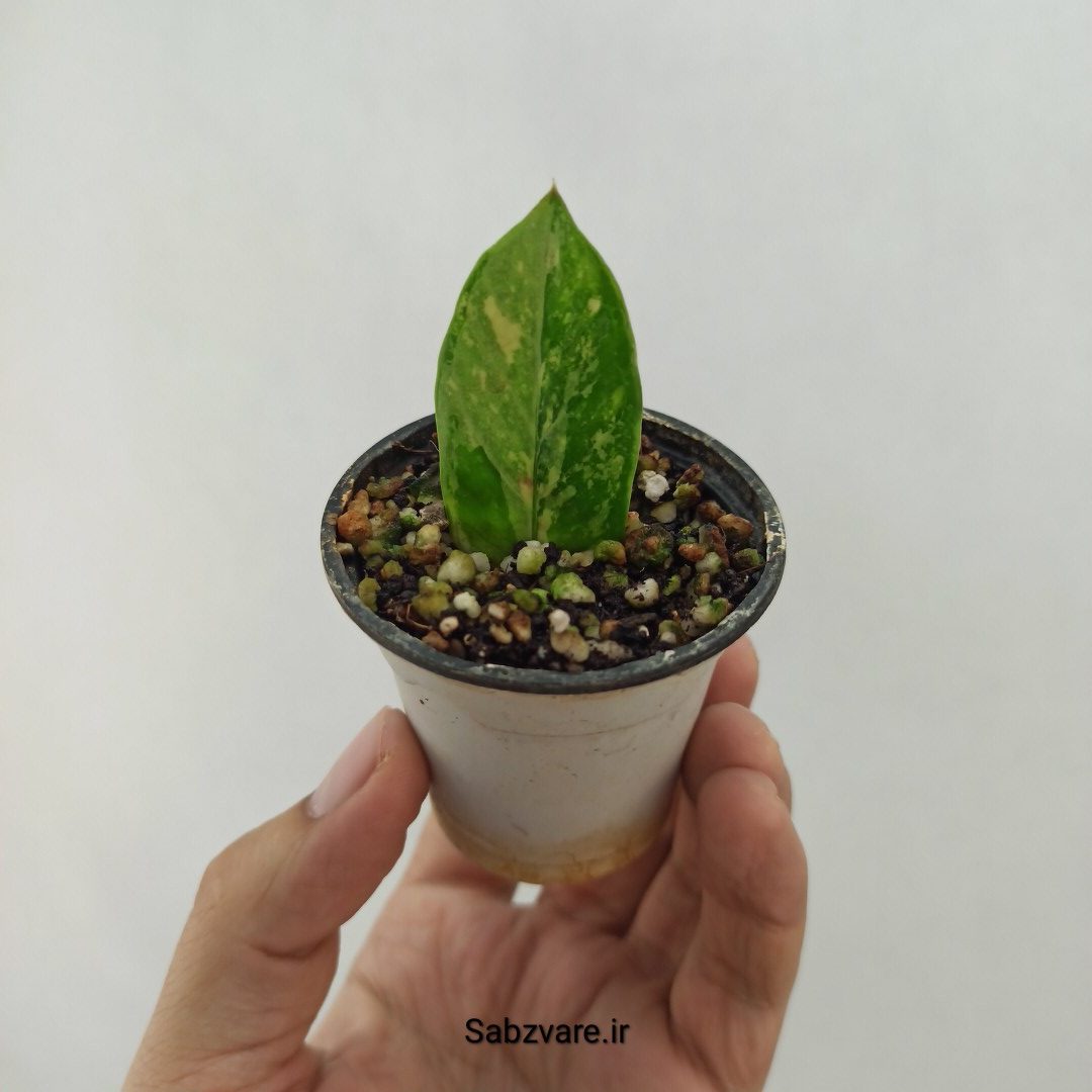 برگ غده دار زامیفولیا ابلق (P24541)