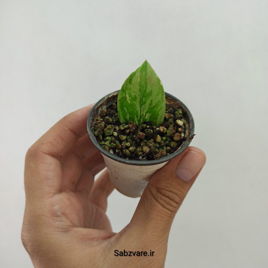 برگ غده دار زامیفولیا ابلق (P24533)