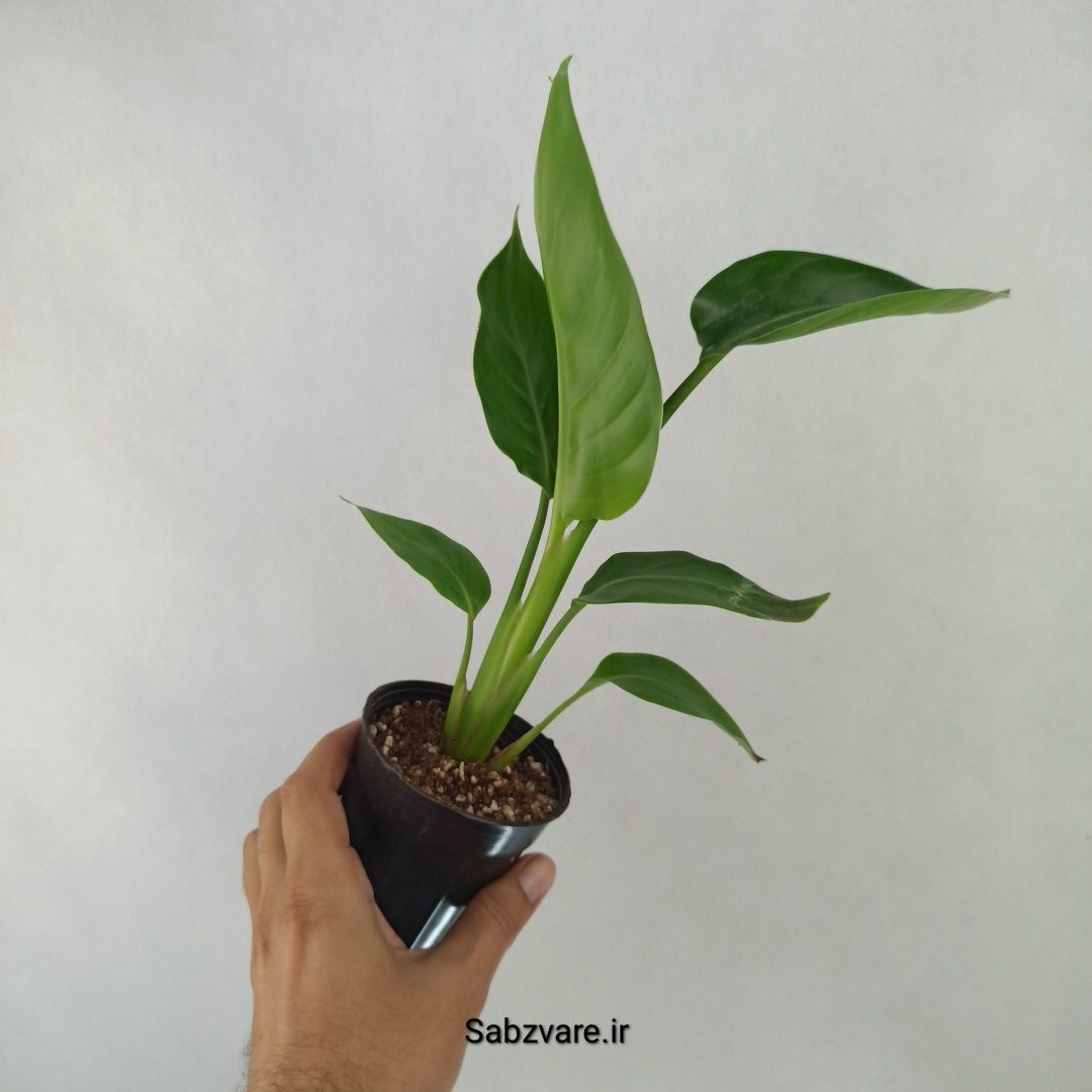 استرلیتزیا نیکولای (Q24549) - Image 2