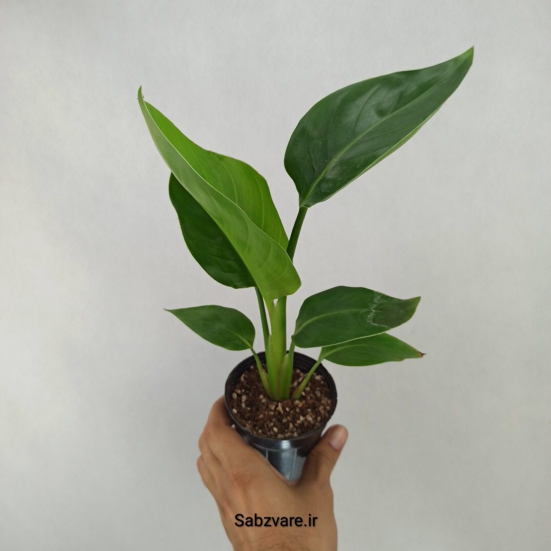 استرلیتزیا نیکولای (Q24549)