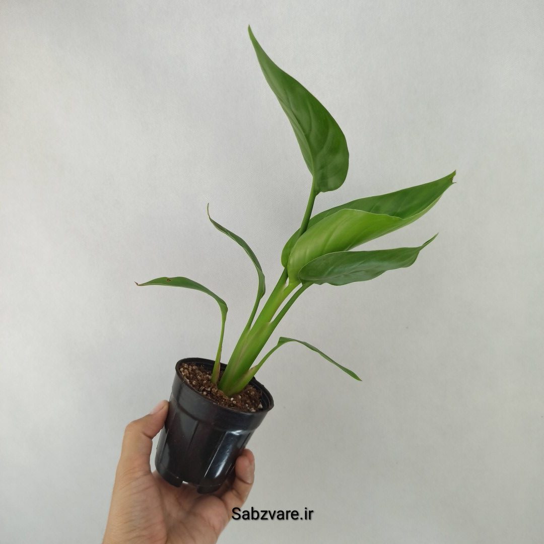 استرلیتزیا نیکولای (Q24549) - Image 3