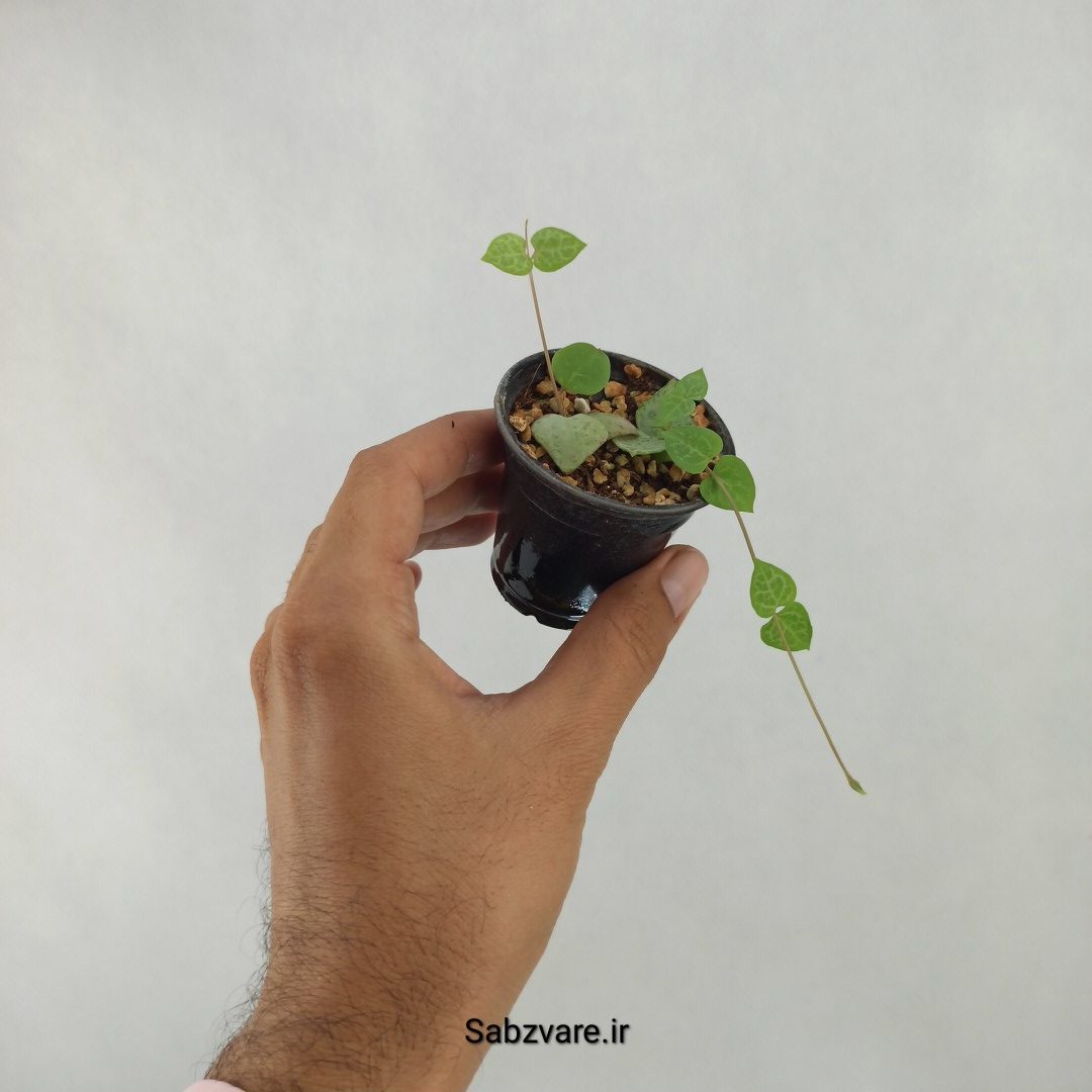 سروپژیا دوربان (Q24554) - Image 3
