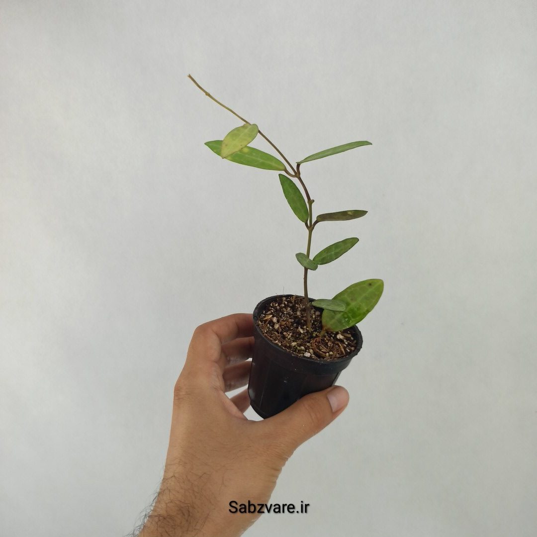 هویا الیپتیکا (Q24555) - Image 3