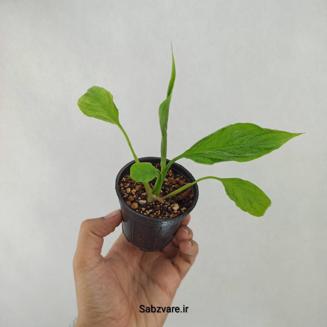 اسپاتی فیلوم ابلق چروک (Q24558)