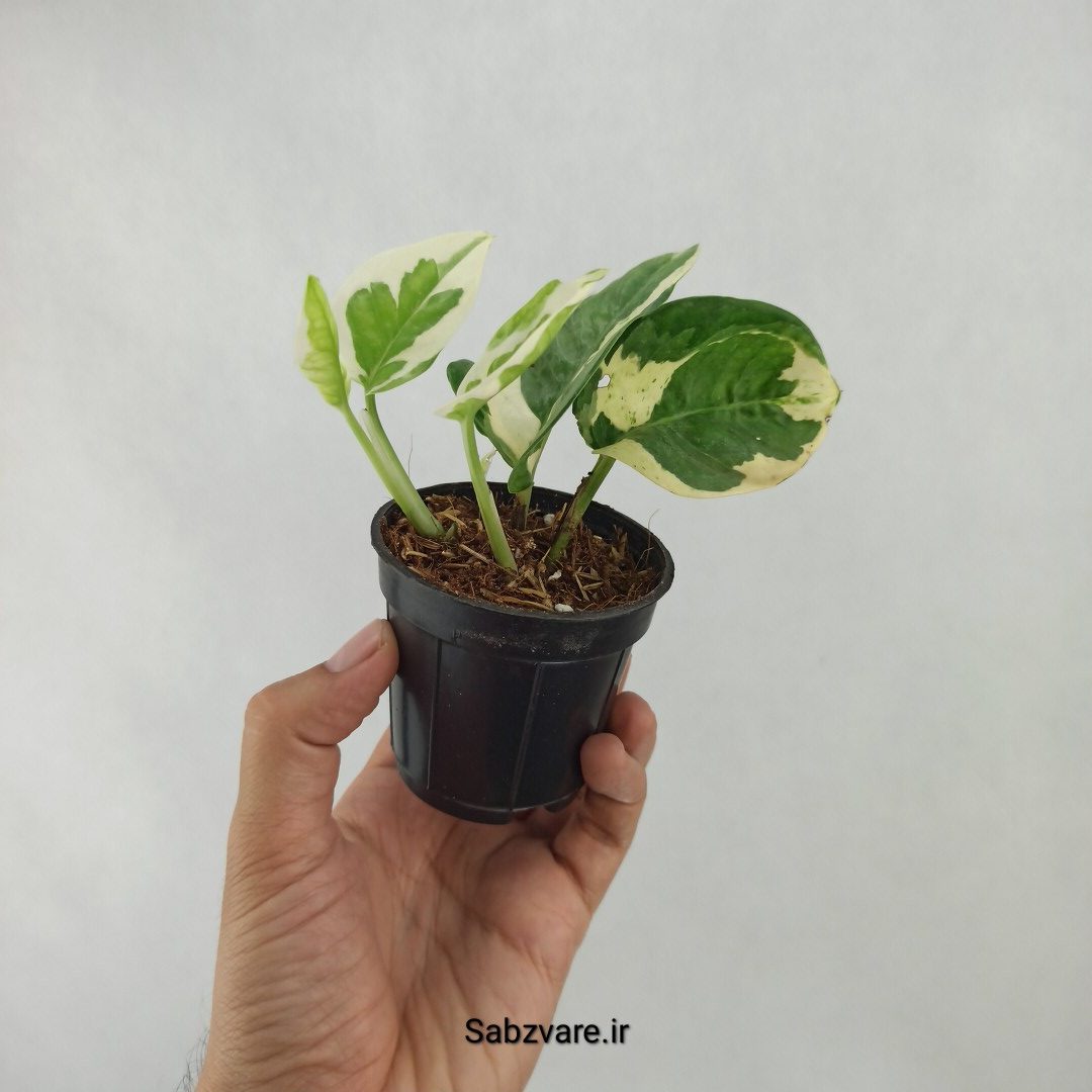 پتوس ارتشی (Q24563) - Image 3