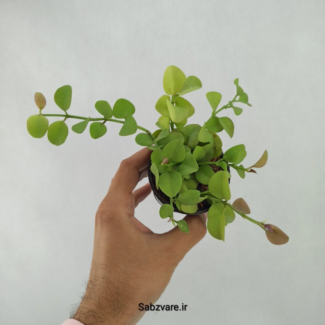 هویا دیسچیدیا گری (R24566)