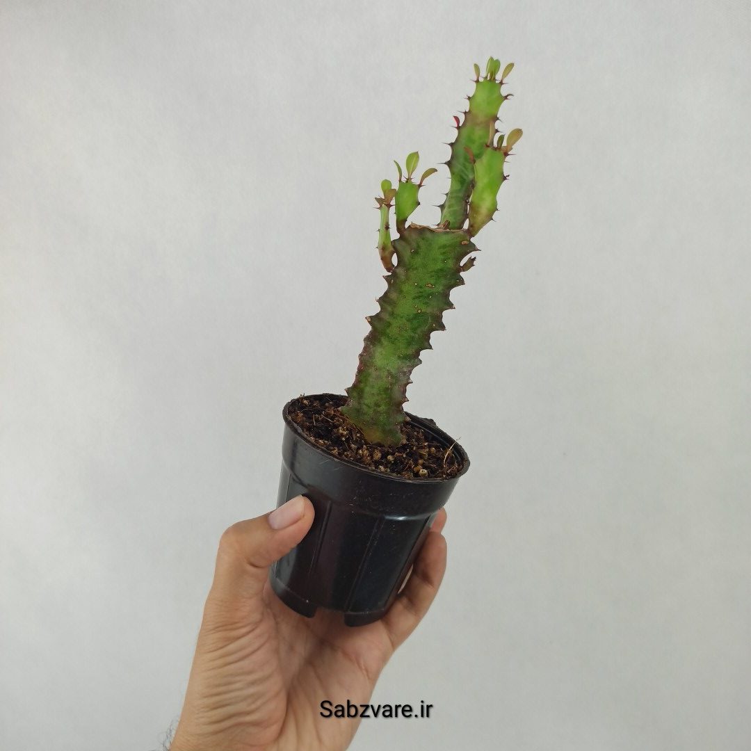 افوربیا تریگونا قرمز (R24568)