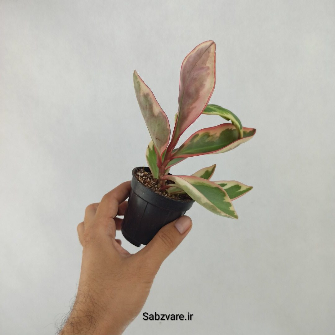 برگ قاشقی شرابی (R24569)