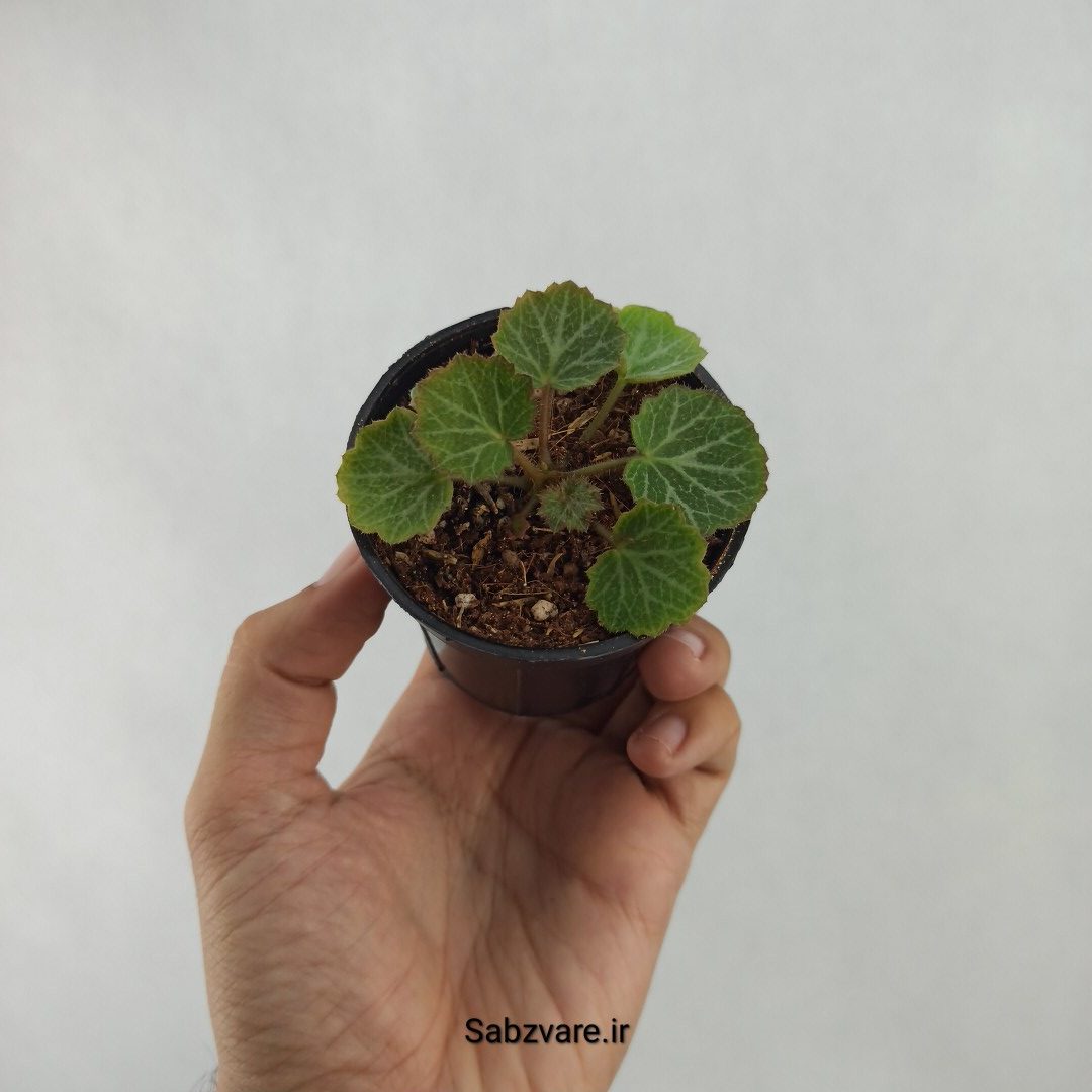 ساکسی فراژ (R24573)