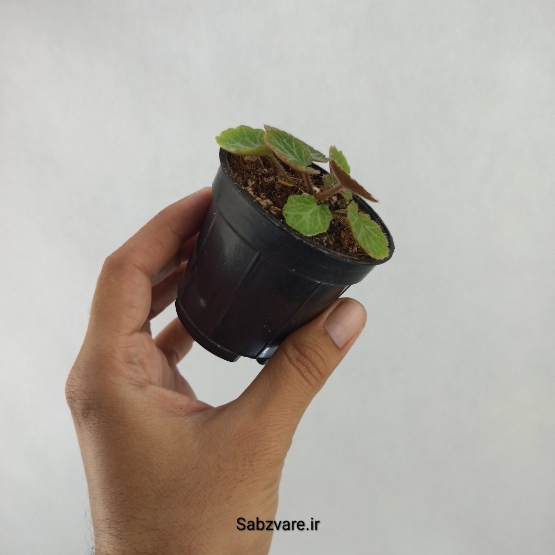 ساکسی فراژ (R24573) - Image 3