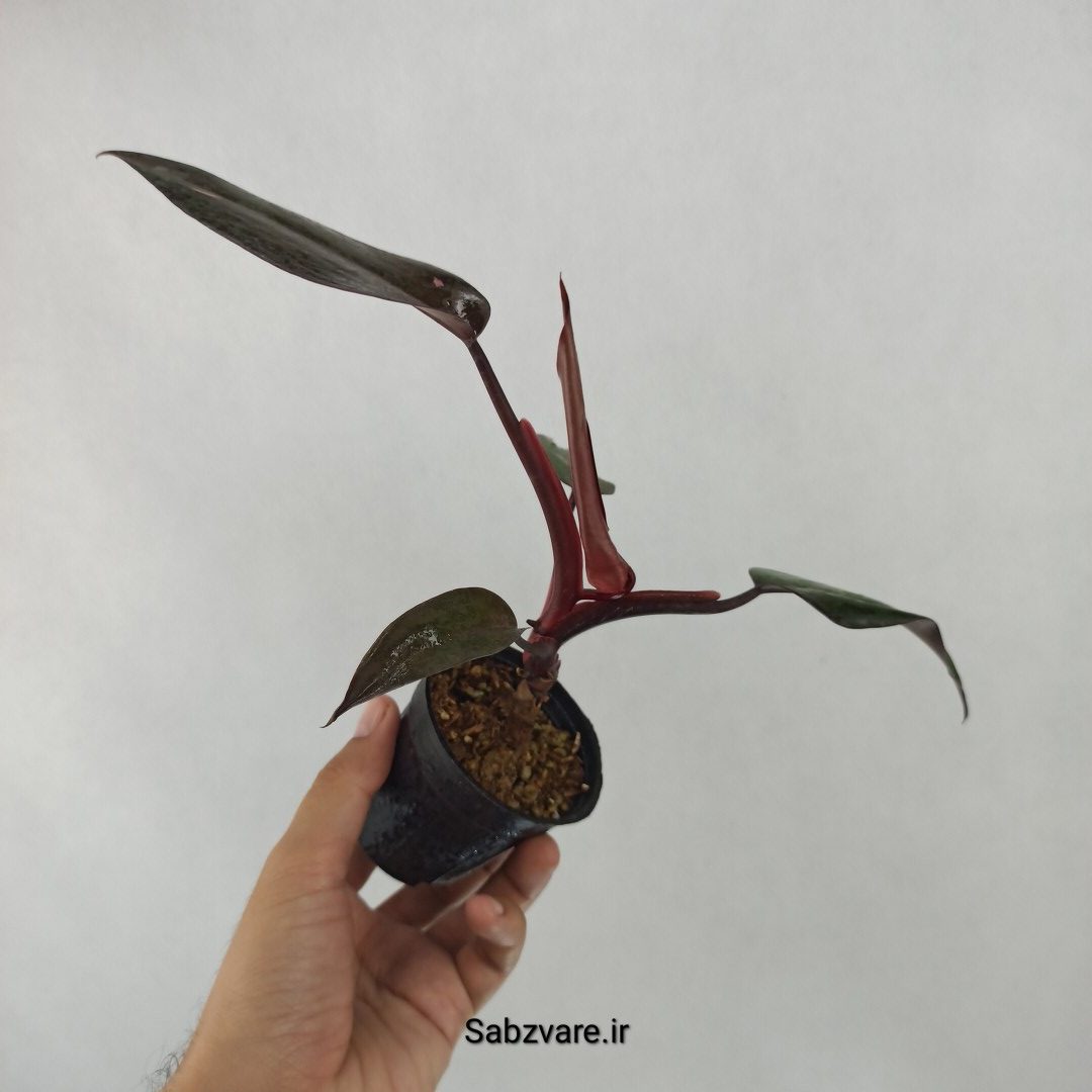فیلودندرون پینک پرنسس (R24579) - Image 3