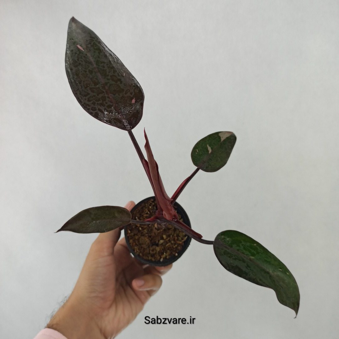 فیلودندرون پینک پرنسس (R24579)