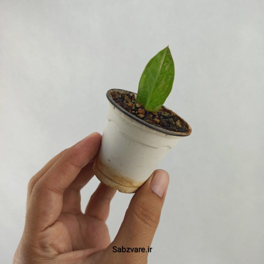 برگ غده دار زامیفولیا ابلق (R24581)