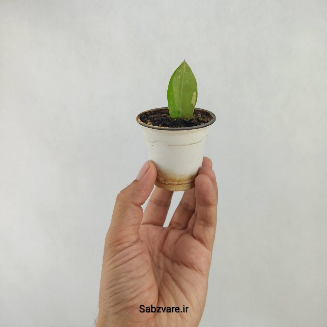 برگ غده دار زامیفولیا ابلق (R24581) - Image 3