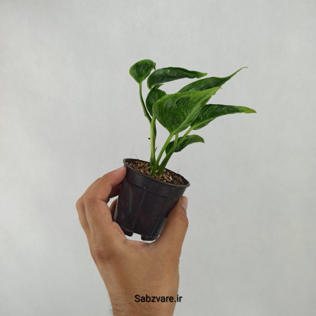 پتوس شانگریلا (R24582)