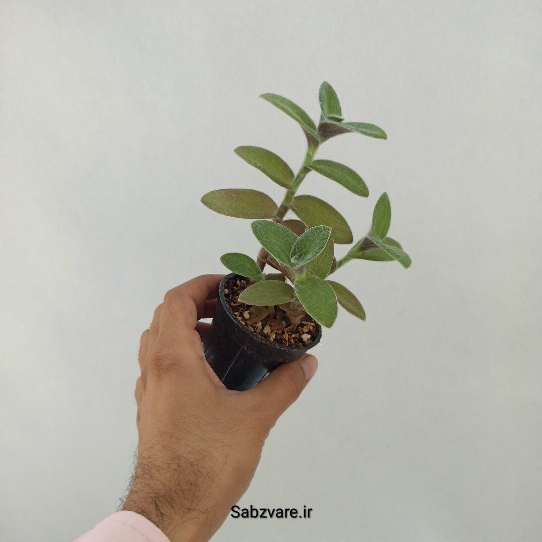 برگ بیدی تار عنکبوتی (S24587) - Image 2