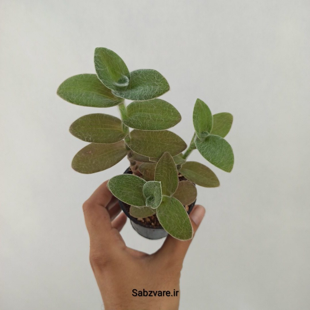 برگ بیدی تار عنکبوتی (S24587)