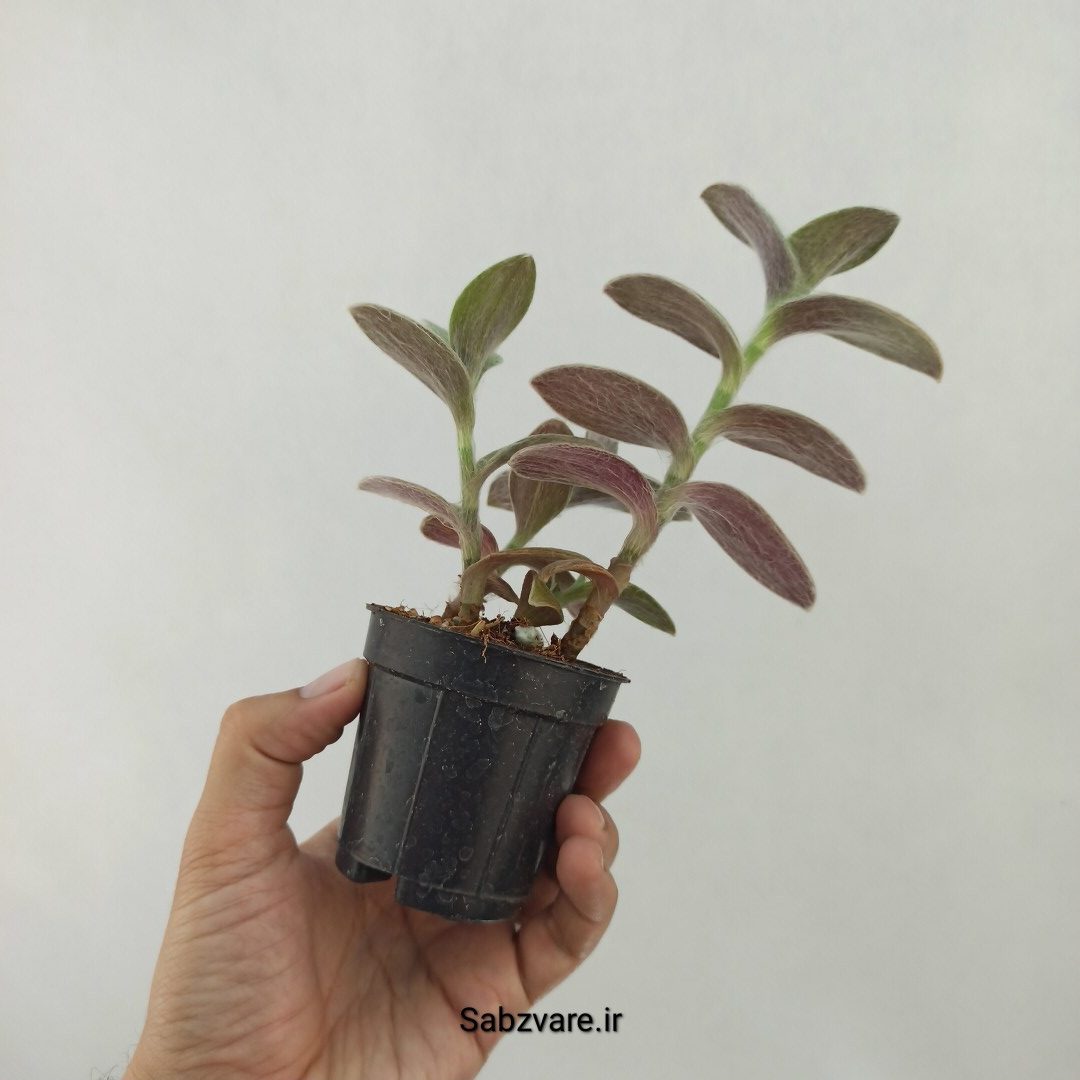 برگ بیدی تار عنکبوتی (S24587) - Image 3