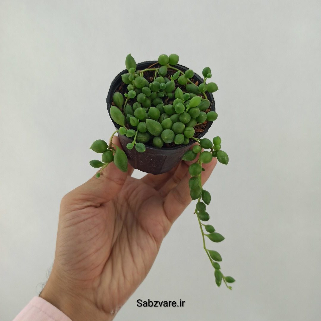 غوره ای گرد (S24591)